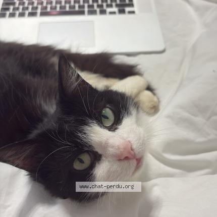 Photo 1/1 Savonette Chat lost in Bastia