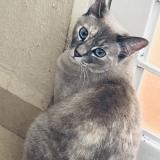 Picture of cat lost at San Vicente