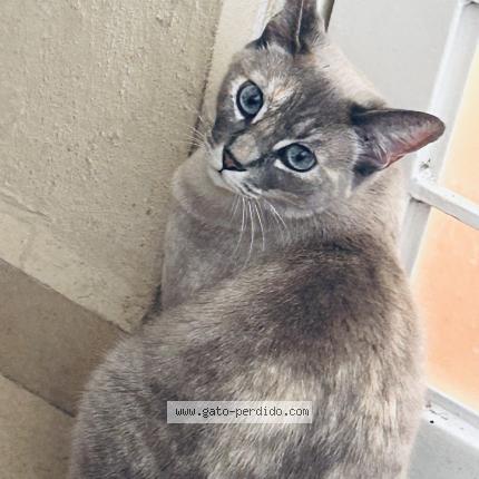 Photo 1/1 Luna Chat lost in San vicente