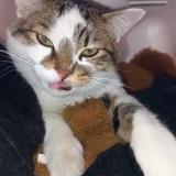 Picture of cat lost at Clichy