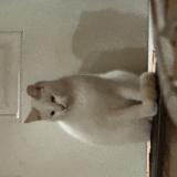 Picture of cat found at Perdido