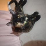 Picture of cat found at Limpio