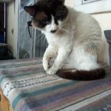 Picture of cat lost at Aurora