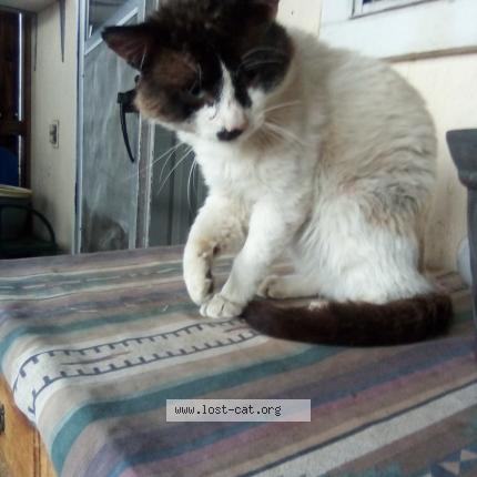 Photo 1/1 Ghost Chat lost in Aurora