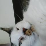 Picture of cat lost at Villers Les Nancy