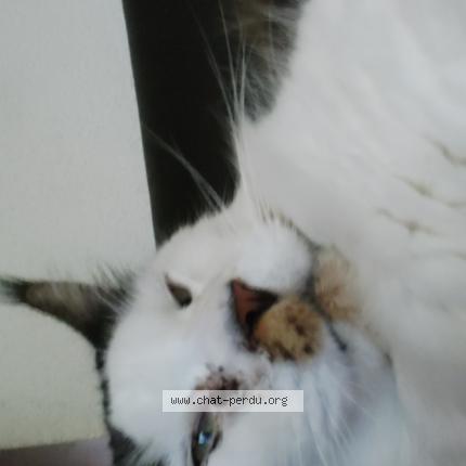 Photo 1/1 Magellan Chat lost in Villers les nancy