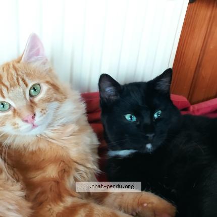 Photo 1/1 Diabolo Chat lost in St nicolas du pelem