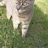 Picture of cat lost at Chahaignes