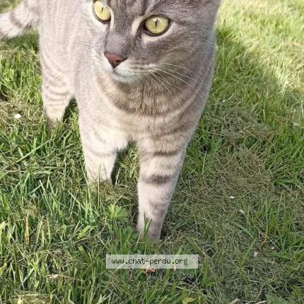 Photo 1/1 Chaton Chat lost in Chahaignes