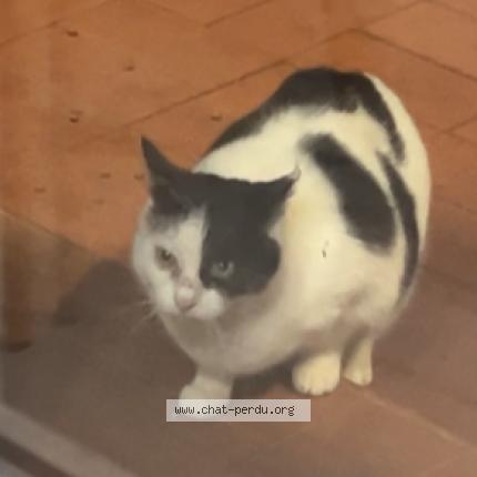 Photo 1/1 Found cat Found in Orsan