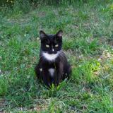 Picture of cat lost at Niort