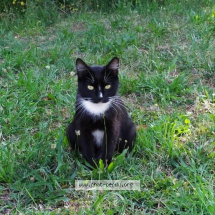 Photo 1/1 Plume Chat lost in Niort