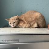 Picture of cat found at Yverdon Les Bains