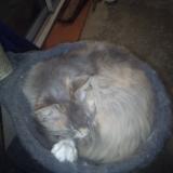 Picture of cat lost at Vazerac