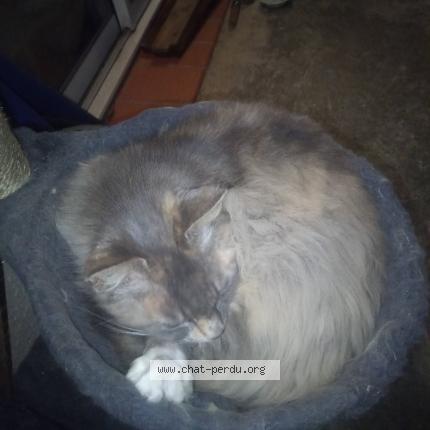 Photo 1/1 Grisouille Chat lost in Vazerac