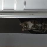 Picture of cat lost at Herblay