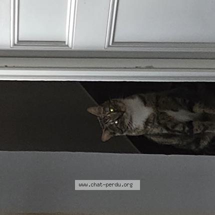 Photo 1/1 Simba Chat lost in Herblay