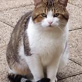 Picture of cat found at Nanteuil Les Meaux