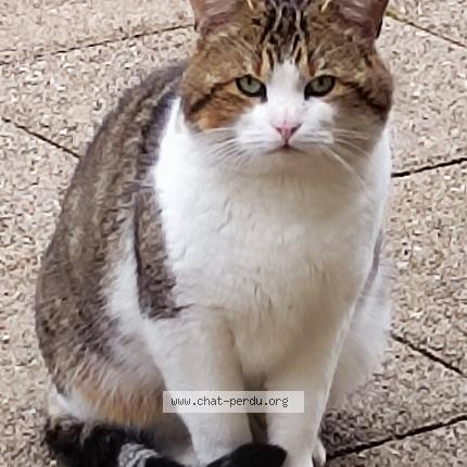 Photo 1/1 Found cat Found in Nanteuil les meaux