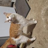 Picture of cat found at Le Bourgneuf La Foret