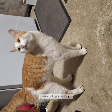 Photo 1/1 Found cat Found in Le bourgneuf la foret