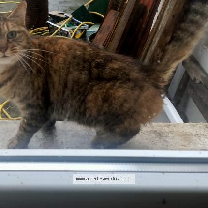 Photo 1/1 Found cat Found in Amiens