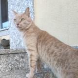 Picture of cat lost at Saint Ouen Sur Seine