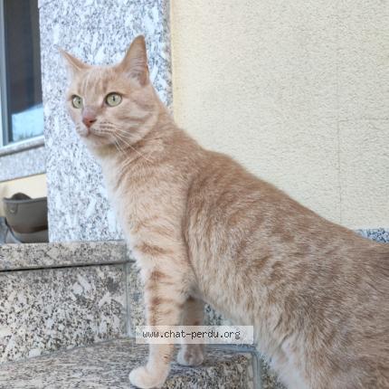 Photo 1/1 Milo Chat lost in Saint ouen sur seine