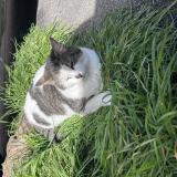 Picture of cat lost at Camaret Sur Aygues