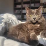 Picture of cat lost at Osse