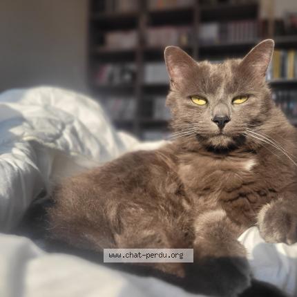 Photo 1/1 Roméo Chat lost in Osse