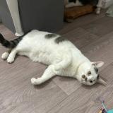 Picture of cat lost at Chanceaux Sur Choisille