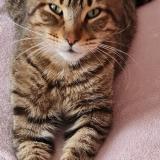 Picture of cat lost at Lagnieu