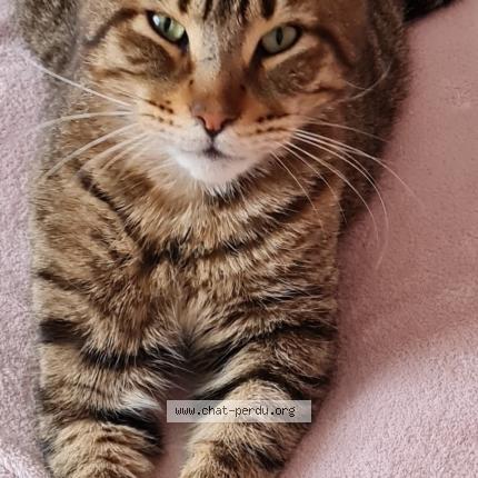 Photo 1/1 Simba Chat lost in Lagnieu