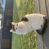 Picture of cat lost at Still