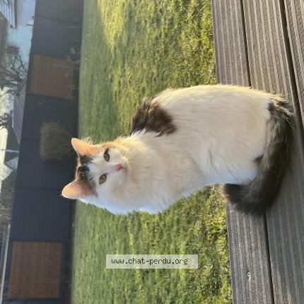 Photo 1/1 Choupsy Chat lost in Still