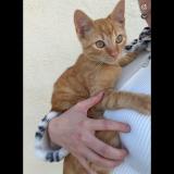 Picture of cat lost at Chateaubernard