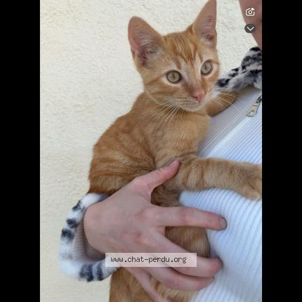 Photo 1/1 Alvin Chat lost in Chateaubernard