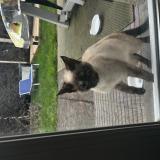 Picture of cat found at La Gorgue