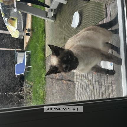 Photo 1/1 Found cat Found in La gorgue