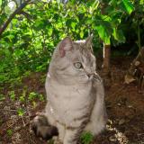 Picture of cat lost at Toulon