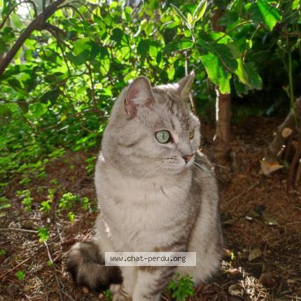 Photo 1/1 Mayo Chat lost in Toulon