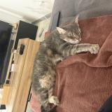 Picture of cat lost at Nivolas Vermelle