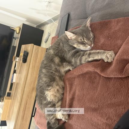 Photo 1/1 Yuki Chat lost in Nivolas vermelle