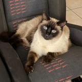 Picture of cat lost at Saintry Sur Seine