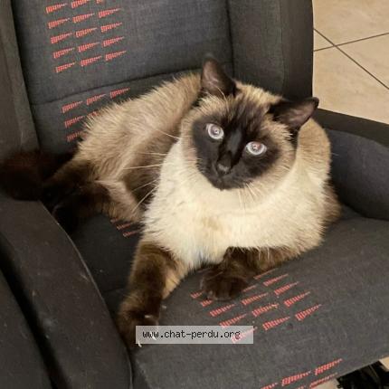 Photo 1/1 GUISMOW Chat lost in Saintry sur seine