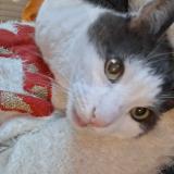 Picture of cat lost at Oret