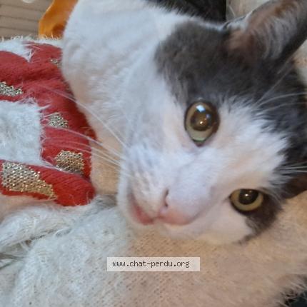 Photo 1/1 Kiwi Chat lost in Oret