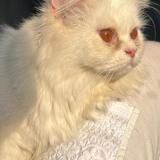 Picture of cat lost at Rawalpindi