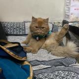 Picture of cat lost at Delhi